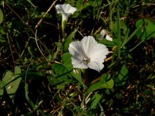 {Ipomoea lacunosa}